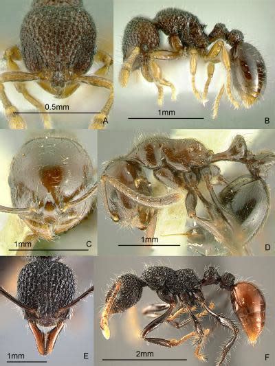 philippine ant|A New Genus, Two New Species and a New Subspecies of .